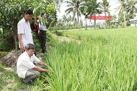 Th&amp;ocirc;ng qua c&amp;aacute;c c&amp;acirc;u lạc bộ &amp;ldquo;N&amp;ocirc;ng d&amp;acirc;n sản xuất, kinh doanh giỏi&amp;rdquo; đ&amp;atilde; gi&amp;uacute;p người d&amp;acirc;n tr&amp;ecirc;n địa b&amp;agrave;n tỉnh sản xuất l&amp;uacute;a ng&amp;agrave;y một hiệu quả hơn theo Đề &amp;aacute;n một triệu h&amp;eacute;c-ta v&amp;ugrave;ng l&amp;uacute;a chất lượng cao.