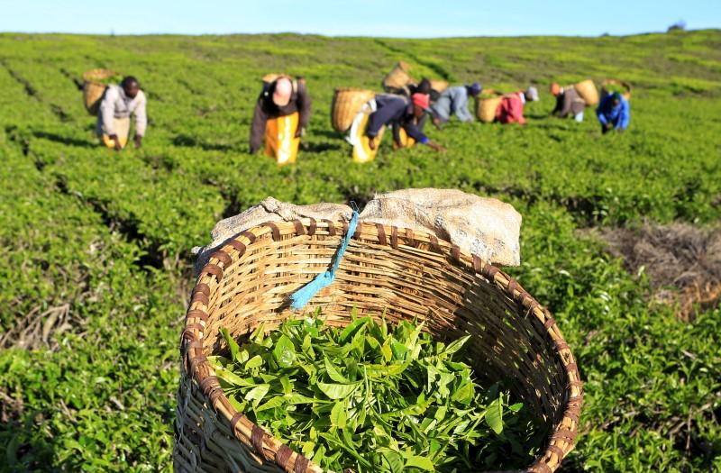 Xuất khẩu ch&amp;egrave; Việt Nam tăng khoảng 85% cả về lượng v&amp;agrave; trị gi&amp;aacute; so với c&amp;ugrave;ng kỳ 2023