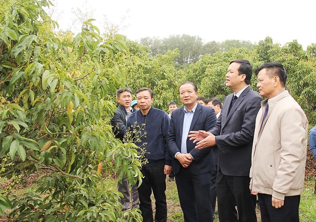 Đồng ch&amp;iacute; L&amp;ecirc; &amp;Ocirc; P&amp;iacute;ch, Ph&amp;oacute; Chủ tịch UBND tỉnh Bắc Giang thăm, kiểm tra v&amp;ugrave;ng trồng vải thiều xuất khẩu của n&amp;ocirc;ng d&amp;acirc;n x&amp;atilde; Qu&amp;yacute; Sơn, huyện Lục Ngạn