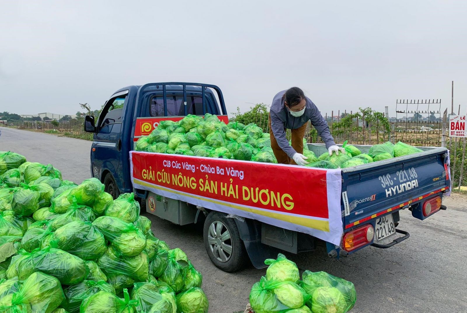 C&amp;aacute;c t&amp;uacute;i bắp cải được xếp cẩn thận l&amp;ecirc;n xe trước khi tới địa điểm ti&amp;ecirc;u thụ