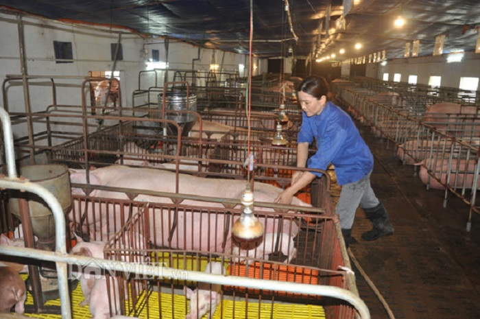 C&amp;aacute;c m&amp;ocirc; h&amp;igrave;nh chăn nu&amp;ocirc;i tr&amp;ecirc;n địa b&amp;agrave;n tỉnh đ&amp;atilde; đầu tư theo hệ thống kh&amp;eacute;p k&amp;iacute;n, ứng dụng c&amp;aacute;c tiến bộ khoa học &amp;ndash; kỹ thuật v&amp;agrave;o qu&amp;aacute; tr&amp;igrave;nh chăn nu&amp;ocirc;i. Ảnh: Internet