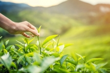Thành phố Thái Nguyên: Hỗ trợ sản phẩm nông nghiệp cho doanh nghiệp và người nông dân
