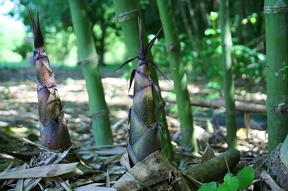 Măng tre B&amp;aacute;t độ