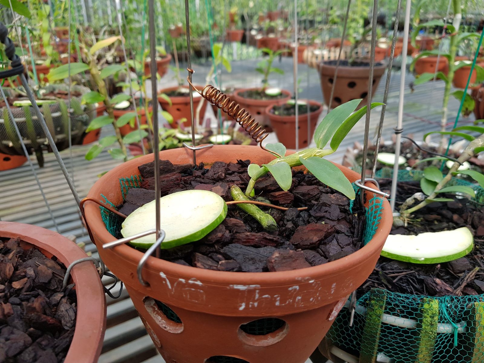 Gi&amp;ograve; lan 5 c&amp;aacute;nh trắng V&amp;ocirc; Thường, gi&amp;aacute; 3,5 tỉ/ kia
