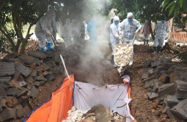 Việc ti&amp;ecirc;u hủy lợn v&amp;agrave; sản phẩm của lợn bệnh, lợn chết  bắt buộc v&amp;agrave; phải thực hiện đ&amp;uacute;ng quy tr&amp;igrave;nh