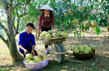 Tỉnh Yên Bái: Sản phẩm Bưởi Đại Minh nâng tầm thương hiệu