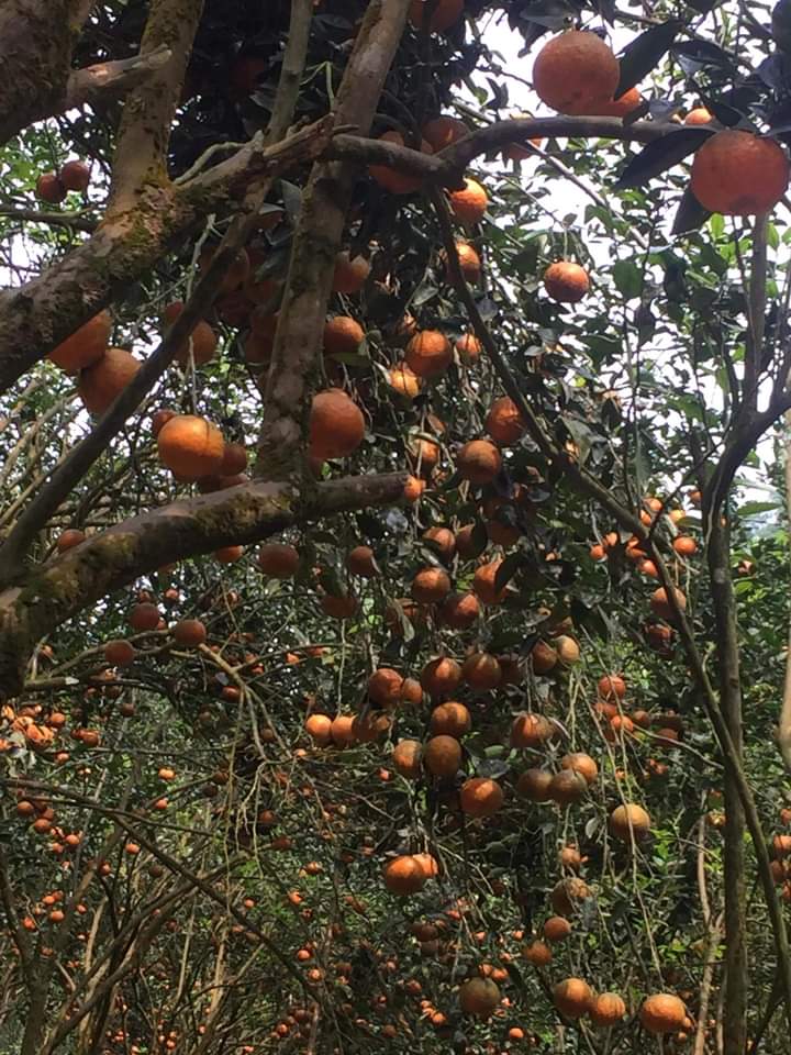 Những cây cam trĩu quả cuối vụ tại Hàm Yên Những cây cam trĩu quả cuối vụ tại Hàm Yên