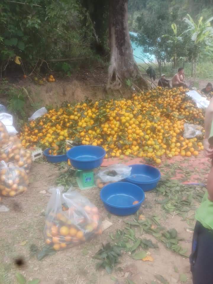 Cam tươi cuối vụ mất giá khiến người trồng cam tại Hàm Yên (Tuyên Quang) lao đao Cam tươi cuối vụ mất giá khiến người trồng cam tại Hàm Yên (Tuyên Quang) lao đao