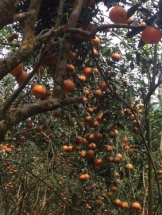 Cam sành Hàm Yên rớt giá cuối vụ!