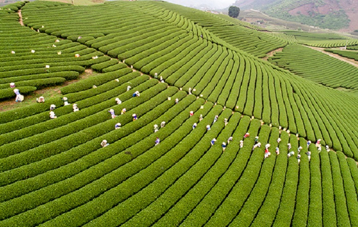 Ph&amp;aacute;t triển kinh tế tập thể năng động, hiệu quả, bền vững thực sự l&amp;agrave; th&amp;agrave;nh phần quan trọng trong nền kinh tế. Ảnh: Internet