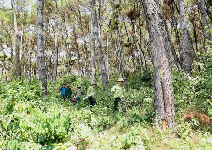 Ng&amp;agrave;nh L&amp;acirc;m nghiệp với mục ti&amp;ecirc;u bảo vệ an to&amp;agrave;n diện t&amp;iacute;ch rừng hiện c&amp;oacute;, giữ vững &amp;ldquo;an ninh rừng tại gốc&amp;rdquo;. Ảnh: Tư liệu