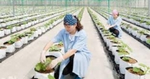 Thiếu lao động ngành nông nghiệp qua đào tạo