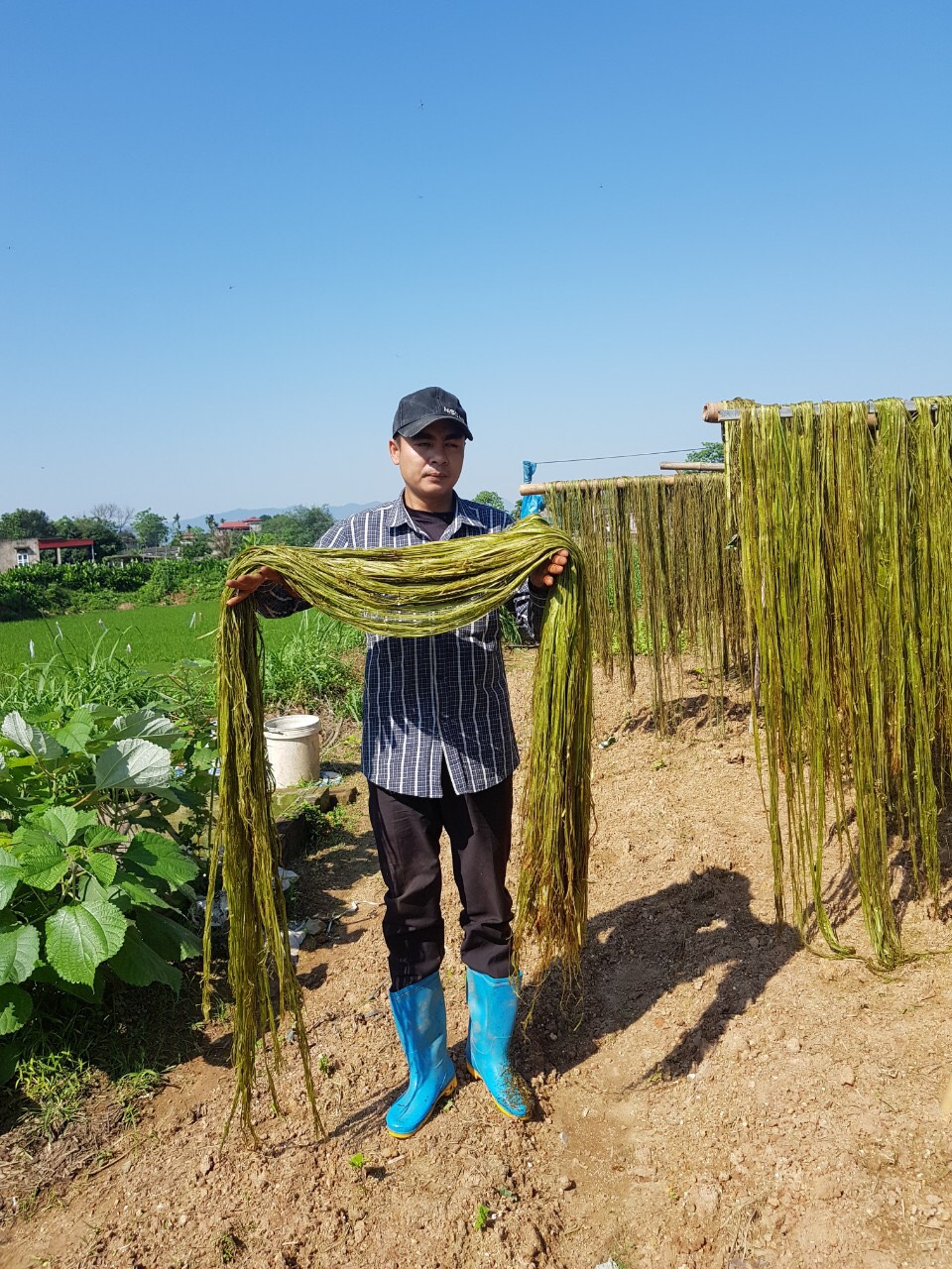Vỏ cấy g&amp;aacute;i xanh sau khi thu hoạch