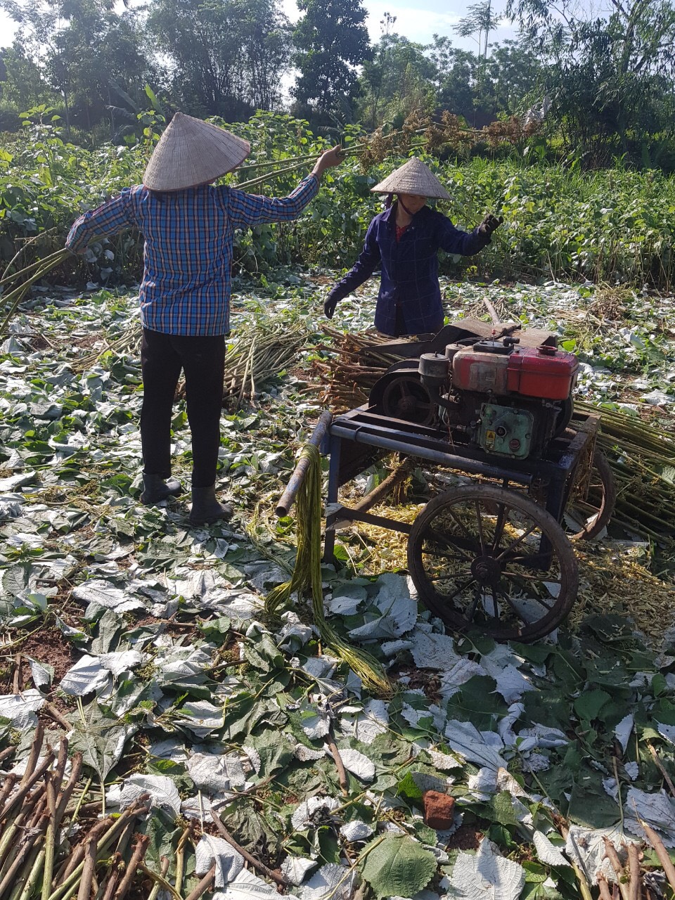 Cấy Gai Xanh được người n&amp;ocirc;ng d&amp;acirc;n tuốt vỏ bằng m&amp;aacute;y