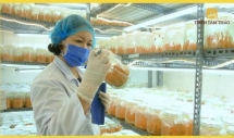 Câu chuyện khởi nghiệp đông trùng hạ thảo “made in Vietnam”