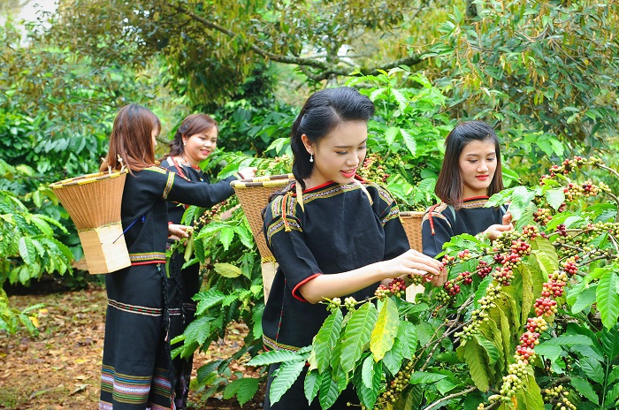C&amp;agrave; ph&amp;ecirc; Việt Nam l&amp;agrave; mặt h&amp;agrave;ng n&amp;ocirc;ng nghiệp nổi tiếng thế giới về chất lượng v&amp;agrave; cả số lượng xuất khẩu. Ảnh: Internet