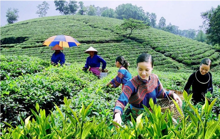 HTX n&amp;ocirc;ng nghiệp kết hợp hoạt động du lịch đang l&amp;agrave; hướng đi mới, c&amp;oacute; tiềm năng lớn. Ảnh: Internet
