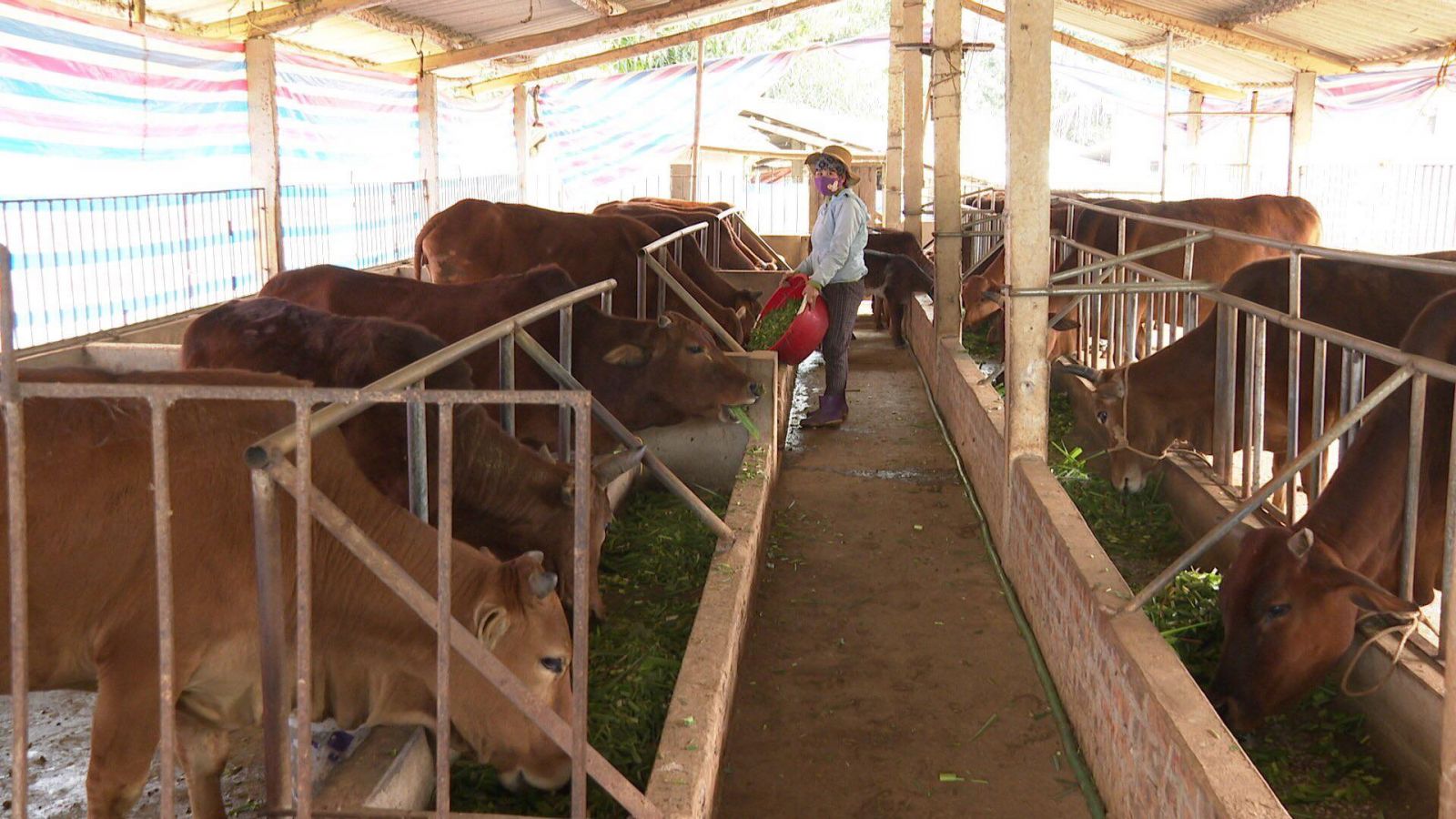 X&amp;atilde; Mỹ Thuận, huyện T&amp;acirc;n Sơn (Ph&amp;uacute; Thọ) đang nh&amp;acirc;n rộng m&amp;ocirc; h&amp;igrave;nh nu&amp;ocirc;i b&amp;ograve; sinh sản c&amp;oacute; hiệu quả n&amp;agrave;y