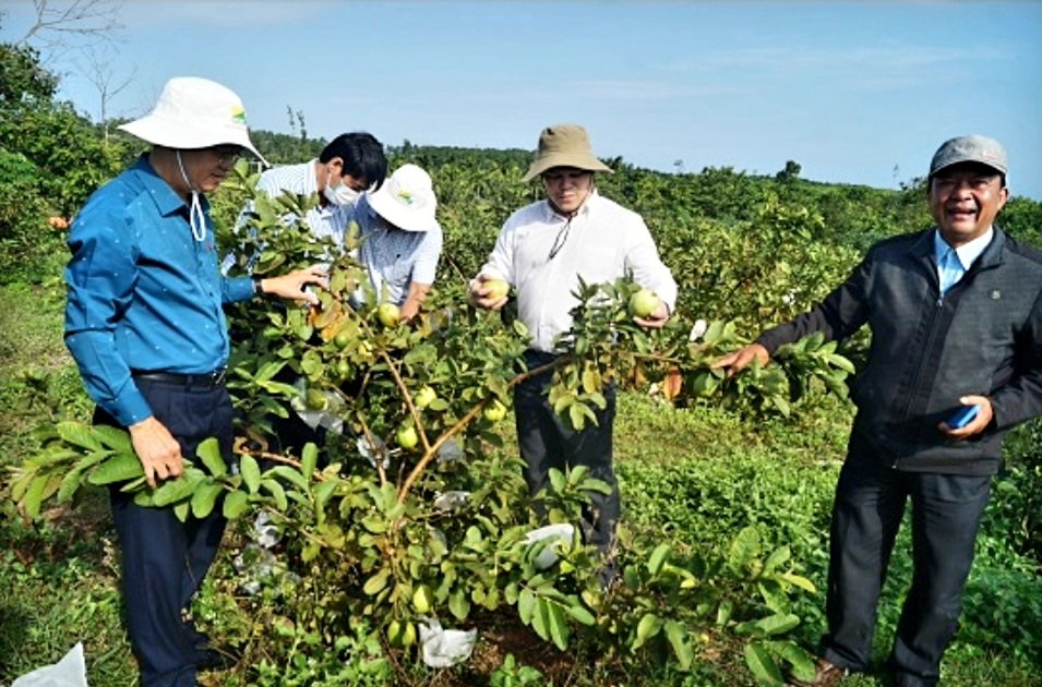 Ph&amp;oacute; Chủ tịch UBND tỉnh Trần Phước Hiền đ&amp;atilde; kiểm tra thực tế việc thực hiện c&amp;aacute;c c&amp;aacute;nh đồng mẫu lớn; m&amp;ocirc; h&amp;igrave;nh, dự &amp;aacute;n li&amp;ecirc;n kết sản xuất, ti&amp;ecirc;u thụ n&amp;ocirc;ng sản v&amp;agrave; chuyển đổi cơ cấu c&amp;acirc;y trồng vụ Đ&amp;ocirc;ng Xu&amp;acirc;n 2021-2022 tại huyện Mộ Đức.