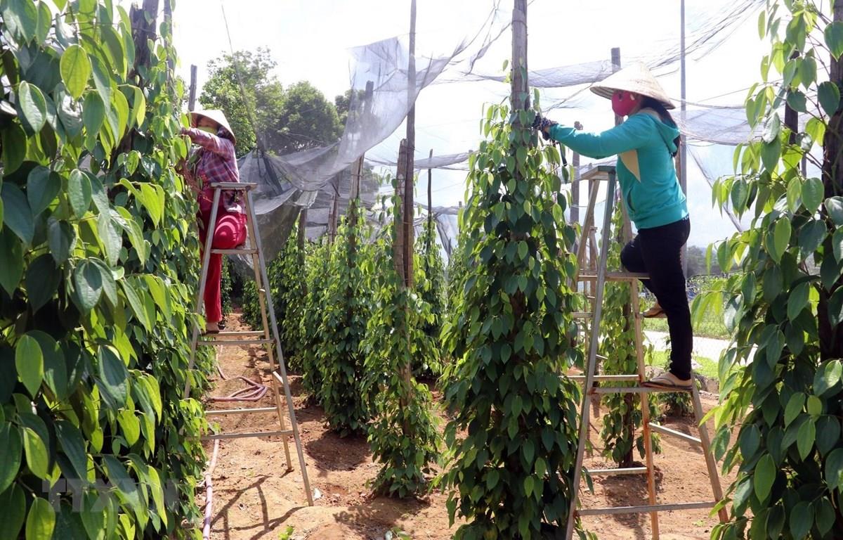 Hướng đi n&amp;agrave;o cho c&amp;acirc;y ti&amp;ecirc;u