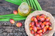 Indonesia điều chỉnh những quy định xoay quanh mặt hàng dầu cọ