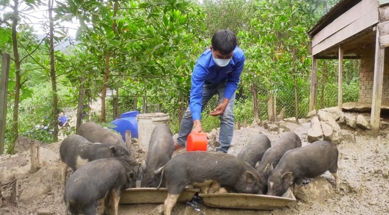 M&amp;ocirc; h&amp;igrave;nh nu&amp;ocirc;i feo đen- Lo&amp;agrave;i heo bản địa c&amp;oacute; gi&amp;aacute; trị tại huyện Nam Giang những năm qua mang lại hiệu quả r&amp;otilde; rệt  thời gian qua đ&amp;atilde; gi&amp;uacute;p người d&amp;acirc;n ph&amp;aacute;t triển kinh  tế.