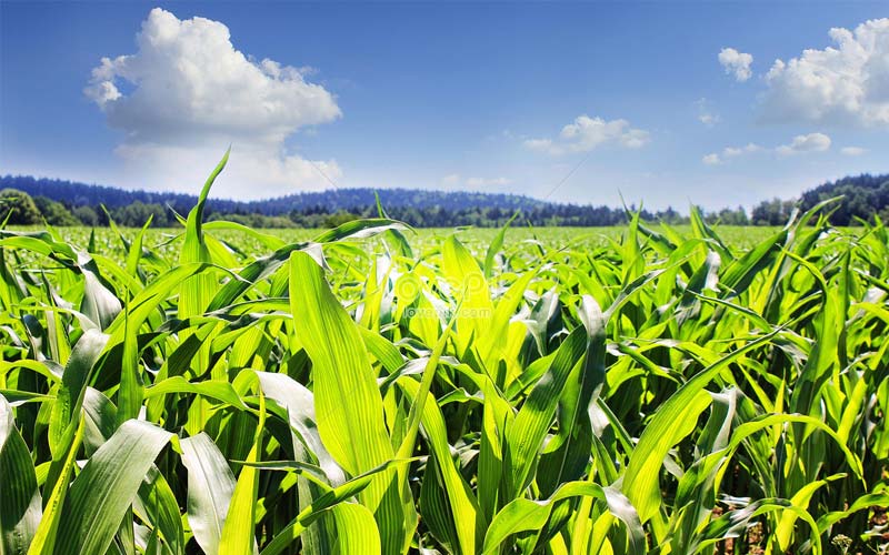 Tăng cường c&amp;ocirc;ng t&amp;aacute;c quản l&amp;yacute; m&amp;atilde; số v&amp;ugrave;ng trồng v&amp;agrave; cơ sở đ&amp;oacute;ng g&amp;oacute;i n&amp;ocirc;ng sản phục vụ xuất khẩu