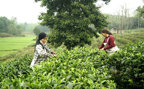 M&amp;ocirc; h&amp;igrave;nh sản xuất ch&amp;egrave; an to&amp;agrave;n tại HTX ch&amp;egrave; Cẩm Mỹ, x&amp;atilde; Tất Thắng