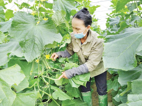 Trang trại S&amp;ocirc;ng L&amp;ocirc; xanh (x&amp;atilde; S&amp;ocirc;ng L&amp;ocirc;, th&amp;agrave;nh phố Việt Tr&amp;igrave;) canh t&amp;aacute;c c&amp;aacute;c n&amp;ocirc;ng sản an to&amp;agrave;n cung cấp cho thị trường