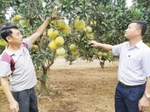 Phú Thọ: Đẩy mạnh liên kết, mở rộng thị trường tiêu thụ bưởi Đoan Hùng