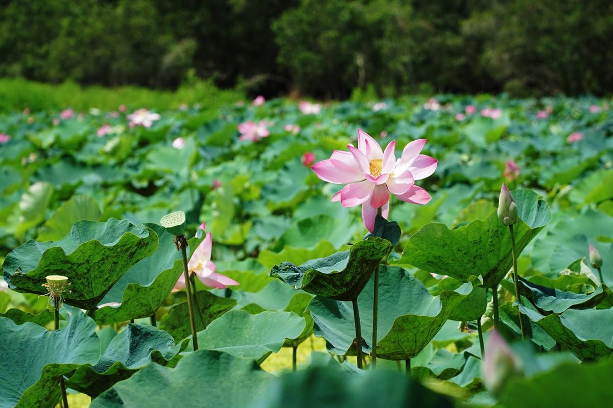 Sen Tr&amp;agrave; Sư đua nở