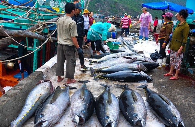 Nhiều t&amp;agrave;u c&amp;aacute; khai th&amp;aacute;c c&amp;aacute; ngừ v&amp;acirc;y v&amp;agrave;ng lớn nhưng kh&amp;ocirc;ng được ban quản l&amp;yacute; cảng c&amp;aacute; x&amp;aacute;c nhận.