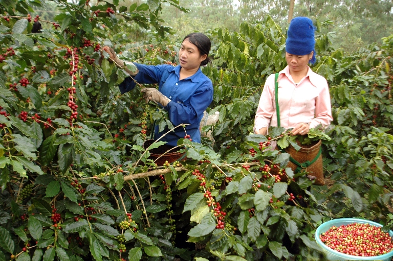 Hiện nay Sơn La c&amp;oacute; gần 20.000 ha c&amp;agrave; ph&amp;ecirc; nguy&amp;ecirc;n liệu đ&amp;aacute;p ứng nhu cầu sản xuất của c&amp;aacute;c nh&amp;agrave; m&amp;aacute;y chế biến (ảnh: Nguyễn Hồng)