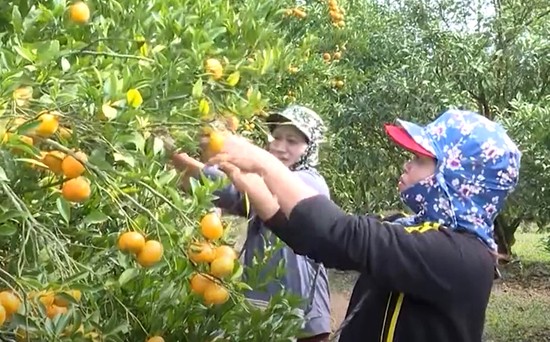 M&amp;ocirc; h&amp;igrave;nh trồng cam canh của gia đ&amp;igrave;nh anh Đ&amp;agrave;o Văn Tuấn ở khu Ngả Hai, x&amp;atilde; Thu C&amp;uacute;c, huyện T&amp;acirc;n Sơn