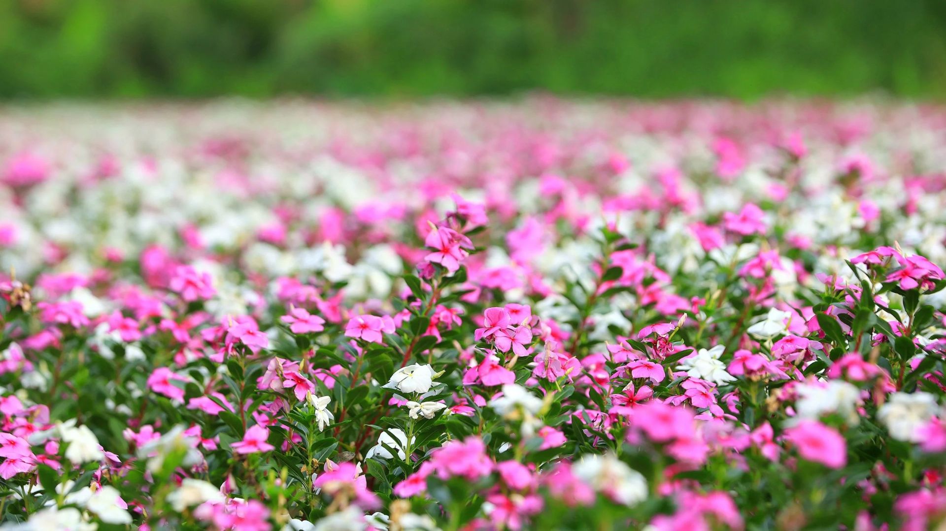 Vườn hoa dừa cạn được trồng l&amp;agrave;m thuốc nam, nhưng nhiều người đ&amp;atilde; đến check in v&amp;igrave; vẻ đẹp ngất ng&amp;acirc;y của n&amp;oacute;. M&amp;agrave;u t&amp;iacute;m hồng đặc trưng của hoa đ&amp;atilde; n&amp;iacute;u ch&amp;acirc;n biết bao du kh&amp;aacute;ch.