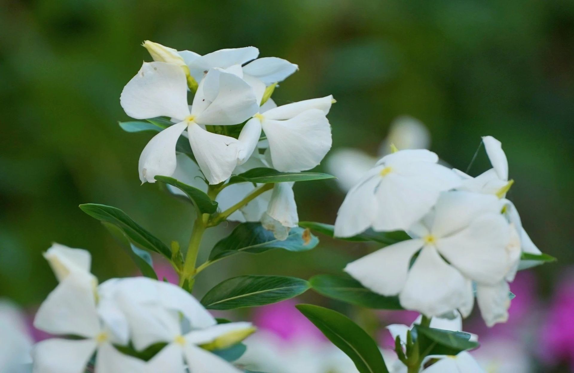 Dừa cạn l&amp;agrave; loại c&amp;acirc;y th&amp;acirc;n thảo, mọc đứng, c&amp;oacute; nhiều c&amp;agrave;nh với chiều cao trung b&amp;igrave;nh 40-80cm. C&amp;oacute; thể n&amp;oacute;i dừa cạn l&amp;agrave; giống hoa v&amp;ocirc; c&amp;ugrave;ng phổ biến, dễ trồng nở hoa sau 90 - 95 ng&amp;agrave;y.