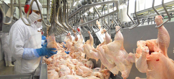 Philippines tạm cấm nhập khẩu gia cầm từ Thụy Điển và Séc