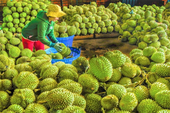 Xuất khẩu rau quả quý I/2024 đạt gần 1,3 tỷ USD