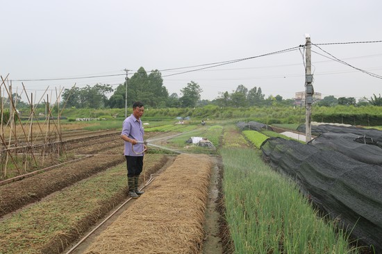 HTX n&amp;ocirc;ng nghiệp Trường Thịnh trồng chuy&amp;ecirc;n canh c&amp;aacute;c loại rau, củ, quả l&amp;acirc;u đời nhất tại thị x&amp;atilde; Ph&amp;uacute; Thọ