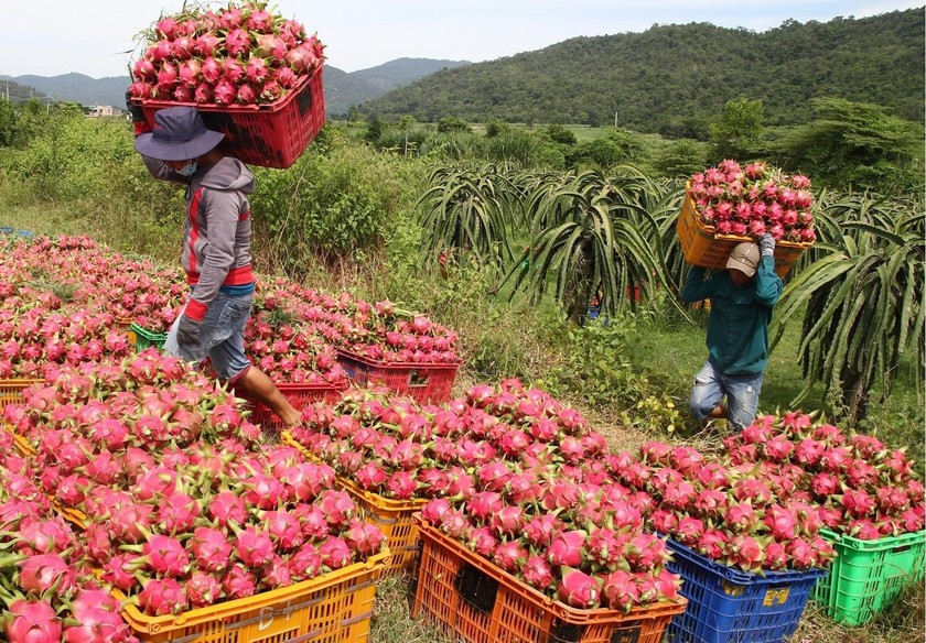 B&amp;igrave;nh Thuận đang th&amp;uacute;c đẩy sản xuất thanh long theo c&amp;aacute;c ti&amp;ecirc;u chuẩn VietGAP v&amp;agrave; GlobalGAP, từ trồng trọt đến đ&amp;oacute;ng g&amp;oacute;i v&amp;agrave; bảo quản, nhằm n&amp;acirc;ng cao chất lượng v&amp;agrave; mở rộng thị trường ti&amp;ecirc;u thụ cả trong nước v&amp;agrave; quốc tế