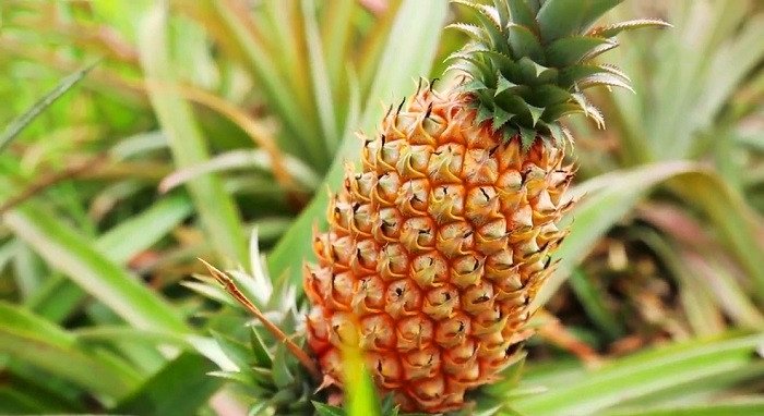 Kh&amp;oacute;m Cầu Đ&amp;uacute;c - đặc sản thơm ngon nổi tiếng của Hậu Giang
