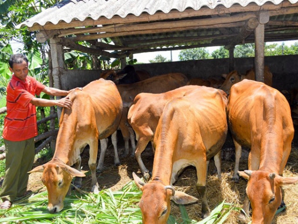 Cục Chăn nu&amp;ocirc;i sẽ đề nghị cấp th&amp;ecirc;m ho&amp;aacute; chất khử tr&amp;ugrave;ng trong chăn nu&amp;ocirc;i