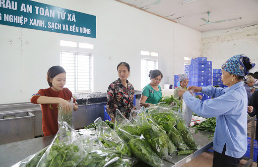 Một trong những kh&amp;acirc;u chuẩn bị trước khi b&amp;aacute;n ra thị trường của cơ sở sản xuất rau an to&amp;agrave;n x&amp;atilde; Tứ X&amp;atilde;
