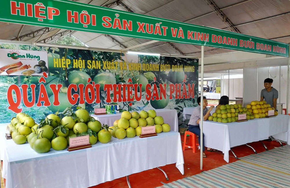 Đặc sản bưởi Đoan H&amp;ugrave;ng được giới thiệu với người ti&amp;ecirc;u d&amp;ugrave;ng