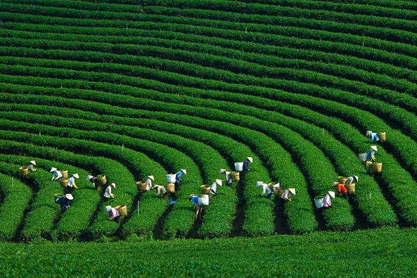 Ch&amp;egrave; xanh Triệu Sơn một sản phẩm của viện n&amp;ocirc;ng nghiệp trong tương lai (Ảnh minh họa)