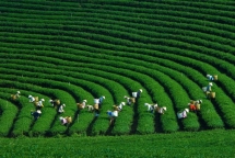 Thanh Hóa: Phê duyệt dự án xây dựng trụ sở Viện Nông nghiệp.