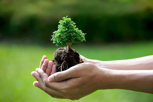 Trồng mới rừng nhằm g&amp;oacute;p phần bảo vệ m&amp;ocirc;i trường sinh th&amp;aacute;i v&amp;agrave; ứng ph&amp;oacute; với biến đổi kh&amp;iacute; hậu, ph&amp;aacute;t triển kinh tế x&amp;atilde; hội, n&amp;acirc;ng cao chất lượng cuộc sống