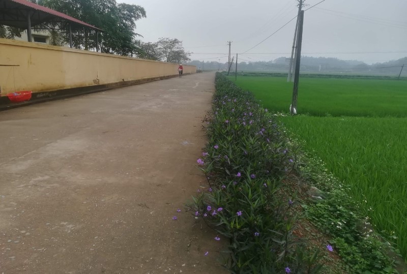 Một tuyến đường giao th&amp;ocirc;ng n&amp;ocirc;ng th&amp;ocirc;n trong chương tr&amp;igrave;nh x&amp;acirc;y dựng N&amp;ocirc;ng th&amp;ocirc;n mới ở Tam N&amp;ocirc;ng, Ph&amp;uacute; Thọ.