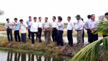 Xây dựng, nhân rộng mô hình sản xuất lúa - tôm hữu cơ tại Kiên Giang
