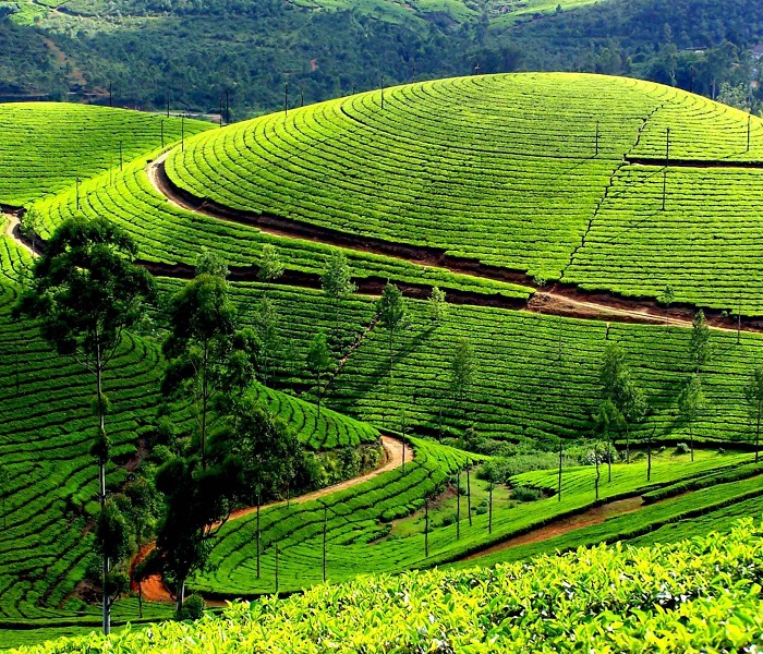 Xuất khẩu ch&amp;egrave; trong những th&amp;aacute;ng đầu năm tăng mạnh cả lượng v&amp;agrave; gi&amp;aacute; trị